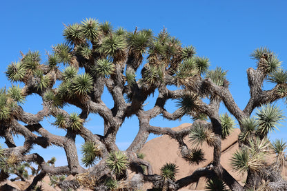 5 JOSHUA TREE Palm Tree Yucca Brevifolia White Flowers Cactus Succulent Seeds
