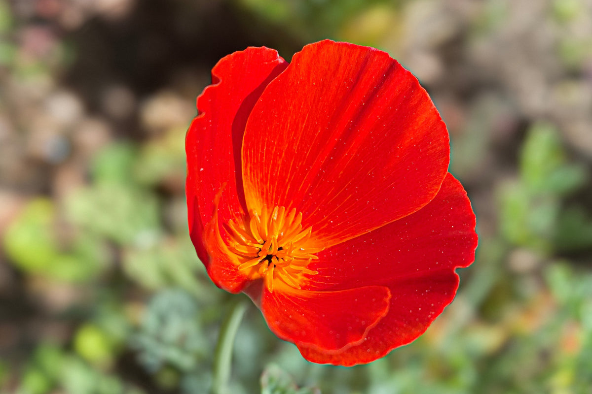 1000 MIXED Colors CALIFORNIA POPPY (Ballerina / Mission Bells) Eschscholzia Californica Flower Seeds