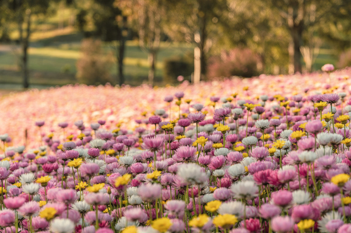 100 MIXED DOUBLE ACROCLINIUM Paper Daisy Helipterum Roseum Rhodanthe Flower Seeds