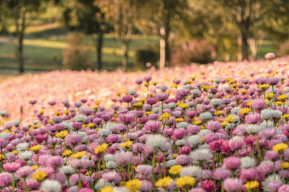 100 MIXED DOUBLE ACROCLINIUM Paper Daisy Helipterum Roseum Rhodanthe Flower Seeds