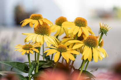 50 OZARK GOLD CONEFLOWER Echinacea Paradoxa Yellow Bush's Coneflower Flower Seeds