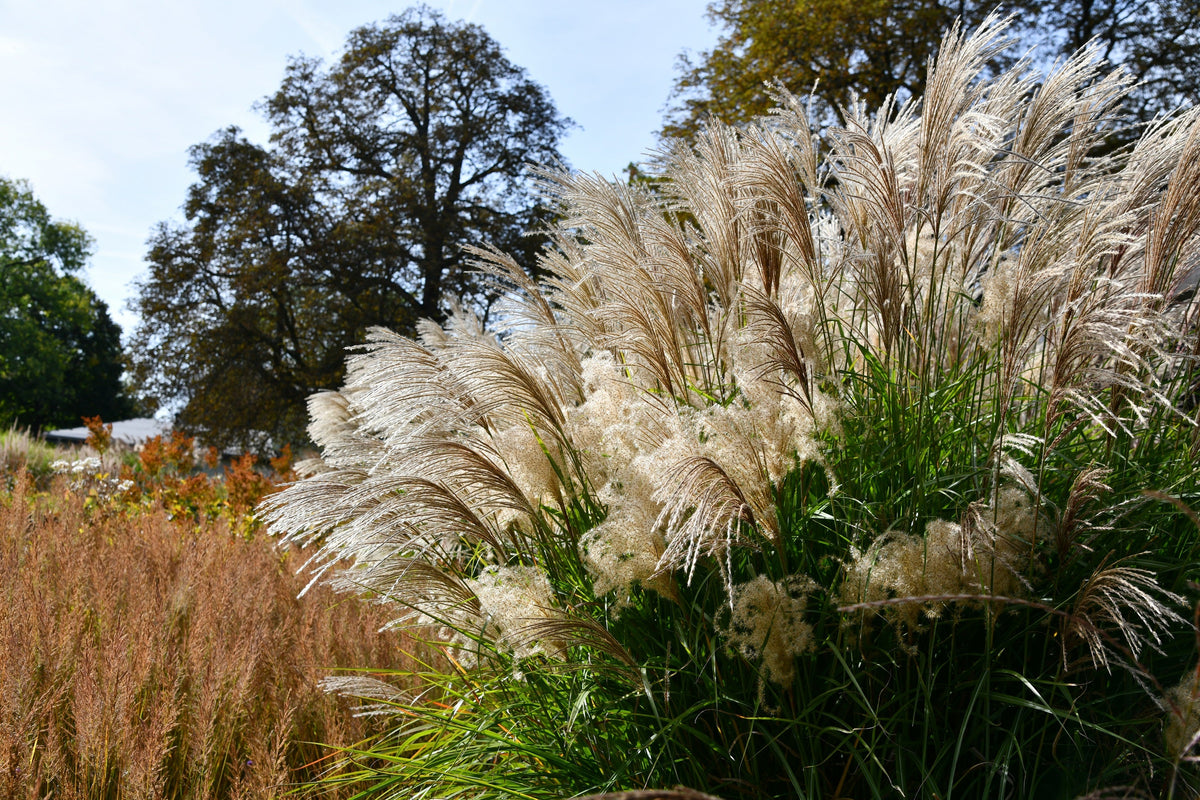 10 RED MAIDEN GRASS Miscanthus Sinensis Plumes Ornamental Flower Seeds