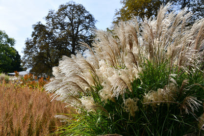 10 RED MAIDEN GRASS Miscanthus Sinensis Plumes Ornamental Flower Seeds