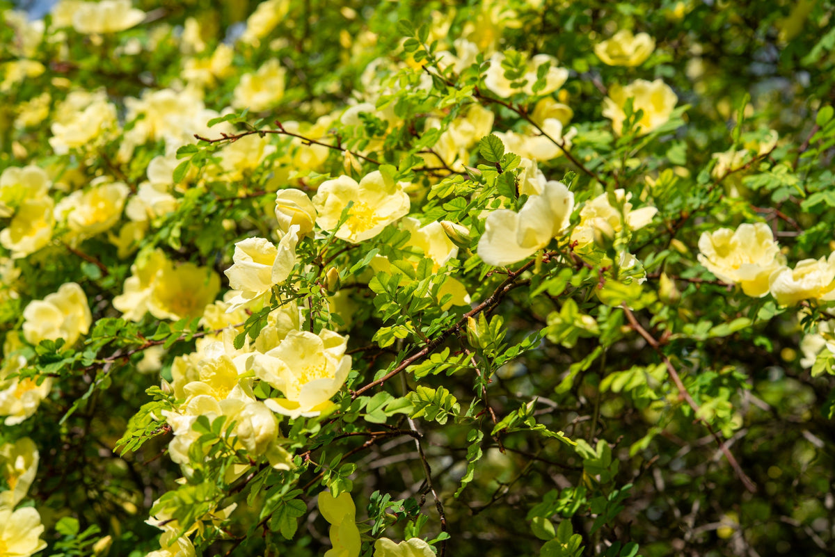 10 Golden Yellow FATHER HUGO ROSE Rosa Hugonis Flower Bush Shrub Seeds