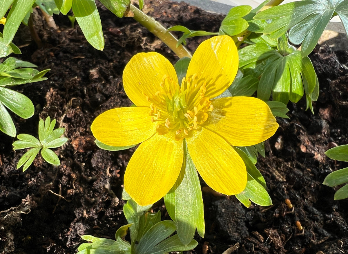10 WINTER ACONITE Eranthis Hyemalis Yellow Sun Shade Flower Seeds