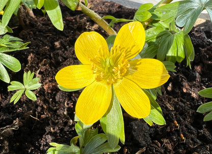 10 WINTER ACONITE Eranthis Hyemalis Yellow Sun Shade Flower Seeds