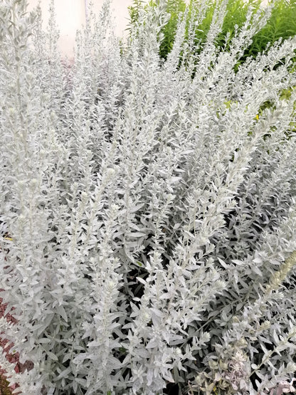 200 PRAIRIE SAGE (Wormwood / Fringed Sagebrush / Sagewort) Artemisia Ludoviciana Flower Seeds