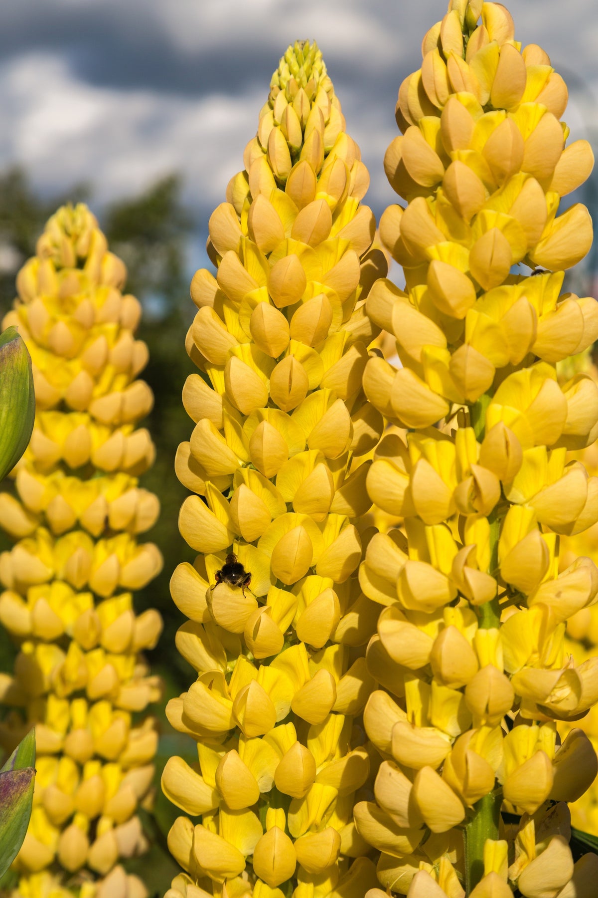 50 GOLDEN LUPINE Lupinus Densiflorus Yellow Hummingbird Flower Seeds