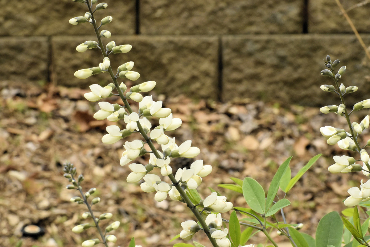 50 WHITE WILD INDIGO Baptisia Alba Usa Native Pollinator Flower Seeds