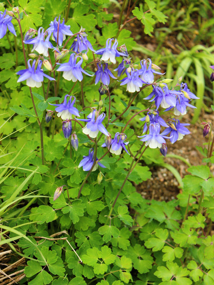 50 Blue ROCKY MOUNTAIN COLUMBINE Aquilegia Caerulea Flower Seeds