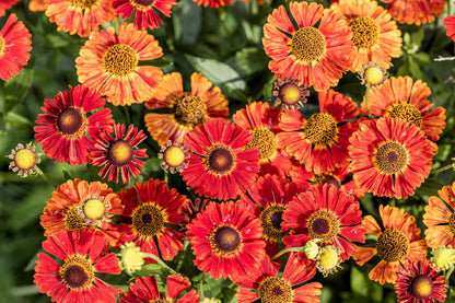 100 HELENIUM ' AUTUMN LEAVES ' Mix Helenium Autumnale Sneezeweed Mixed Colors Flower Seeds