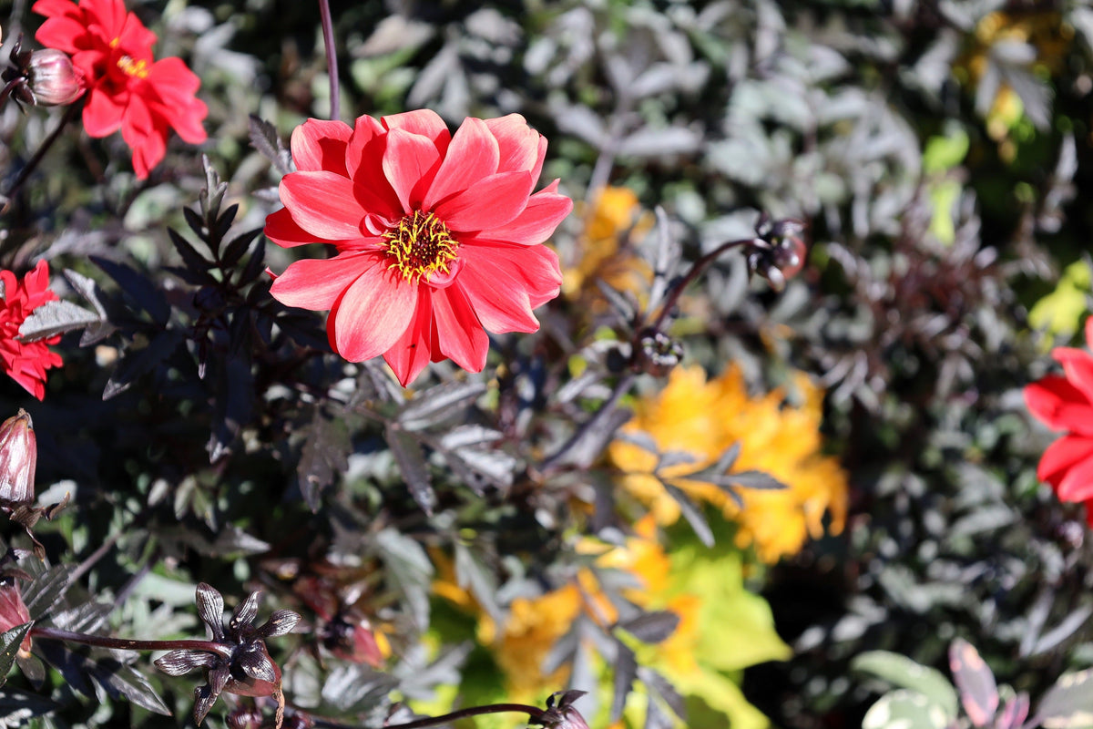 20 Dwarf Mixed Colors REDSKIN DAHLIA Variabilis Red Skin Mix Bicolor Flower Seeds