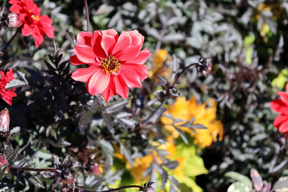 20 Dwarf Mixed Colors REDSKIN DAHLIA Variabilis Red Skin Mix Bicolor Flower Seeds