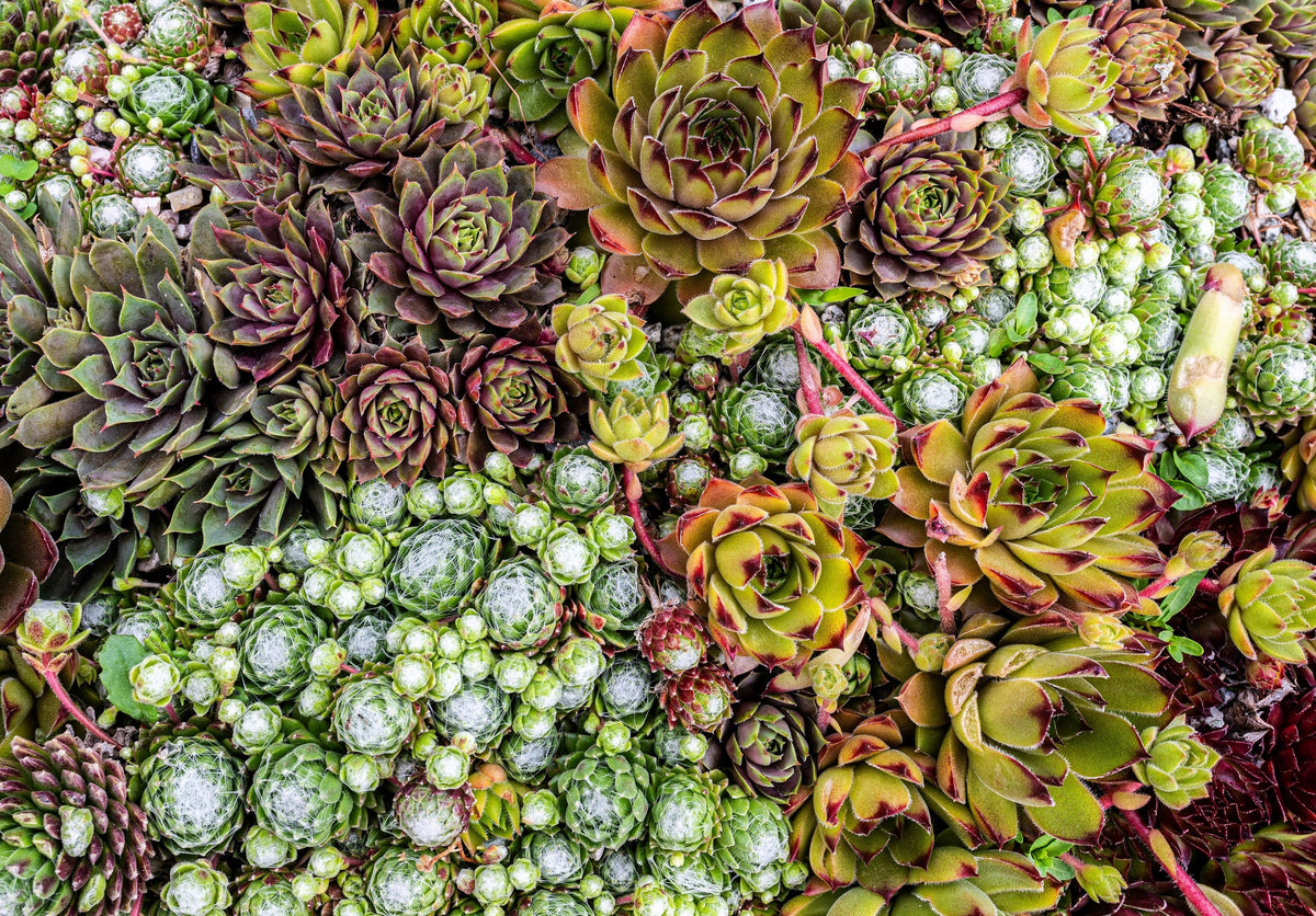 25 MIXED HENS & CHICKS Chickens Succulent (Live Forever) Sempervivum Flower Seeds