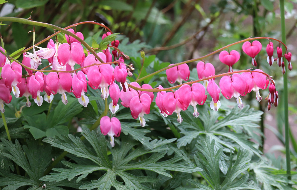 10 BLEEDING HEART - PINK Old Fashioned Dicentra Formosa Shade Flower Seeds