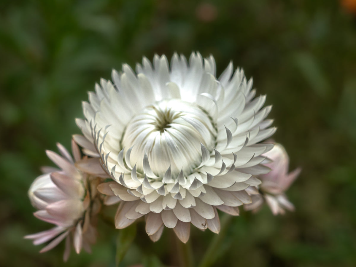 100 WHITE DOUBLE STRAWFLOWER Helichrysum Monstrosum Xerochrysum Bracteatum Flower Seeds