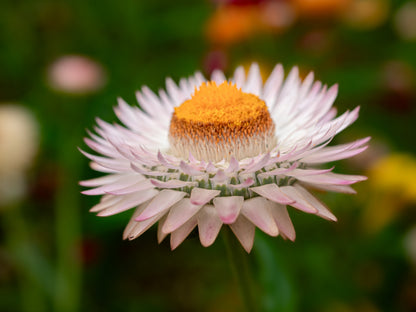 100 WHITE DOUBLE STRAWFLOWER Helichrysum Monstrosum Xerochrysum Bracteatum Flower Seeds