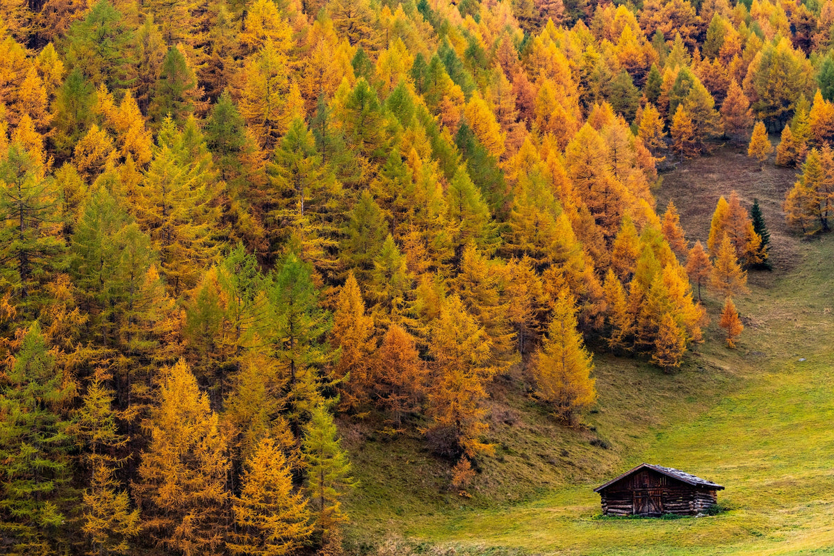 25 EUROPEAN LARCH TREE Pine Pinetree Evergreen Larix Decidua Seeds