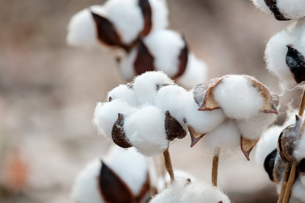 25 WHITE COTTON Gossypium Hirsutum Plant Seeds