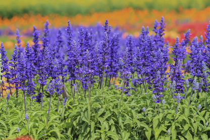 500 BLUE BEDDER SAGE Salvia Farinacea Flower Seeds