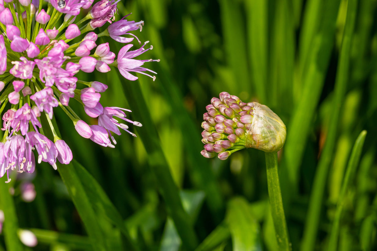 250 ALLIUM NODDING ONION Allium Cernuum Flower Seeds