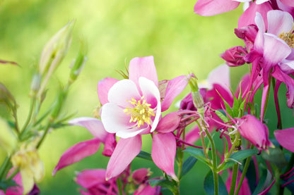 100 MIXED EUROPEAN COLUMBINE Aquilegia Flower Seeds