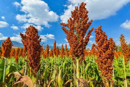 50 DELLA SORGHUM Bicolor Syrup Flour Grain Vegetable Seeds