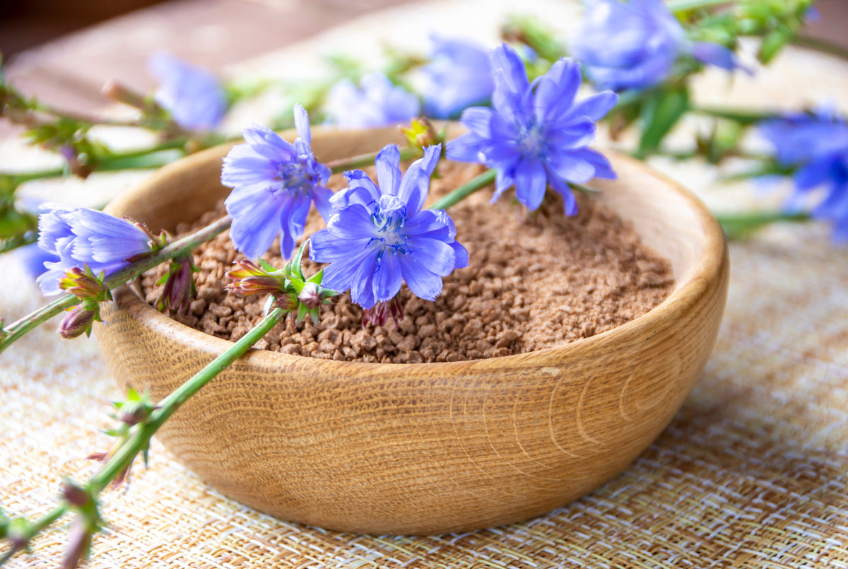 1000 CHICORY (Blue Daisy / Blue Sailors / Coffeeweed / Succory) Cichorium Intybus Flower Herb Seeds