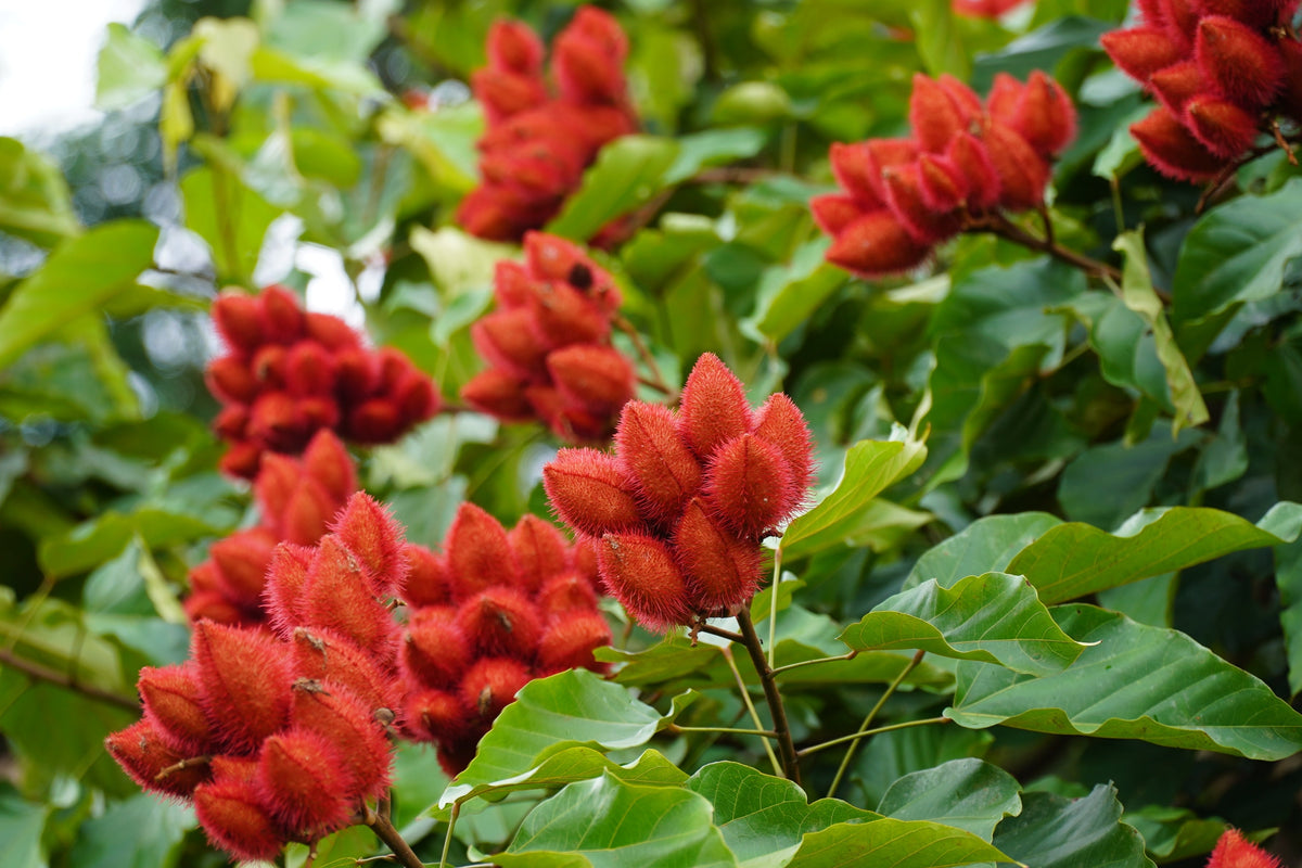 100 ANNATTO TREE Lipstick Plant Bixa Orellana Seeds