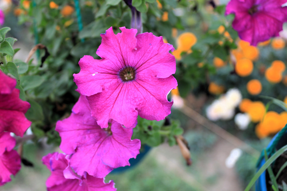 200 Pink LAURA BUSH PETUNIA Violacea Integrifolia Perennial Frilled Trumpet Flower Seeds