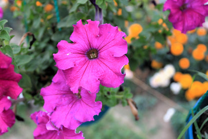200 Pink LAURA BUSH PETUNIA Violacea Integrifolia Perennial Frilled Trumpet Flower Seeds