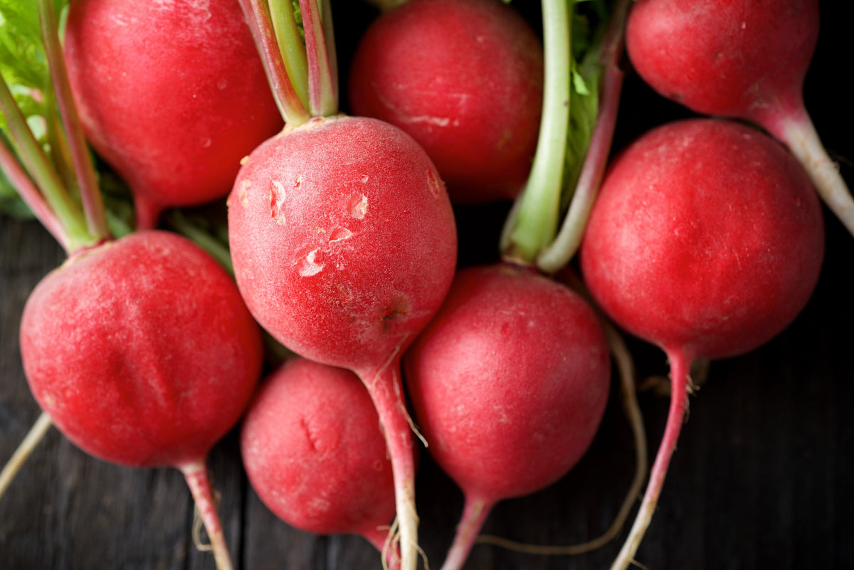 500 CHAMPION RADISH Sweet Scarlet Red Raphanus Sativus Root Vegetable Seeds