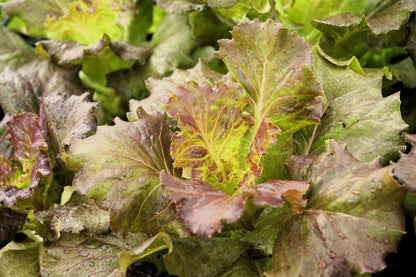 3000 BRONZE MIGNONETTE LETTUCE Butterhead Lactuca Sativa Vegetable Seeds