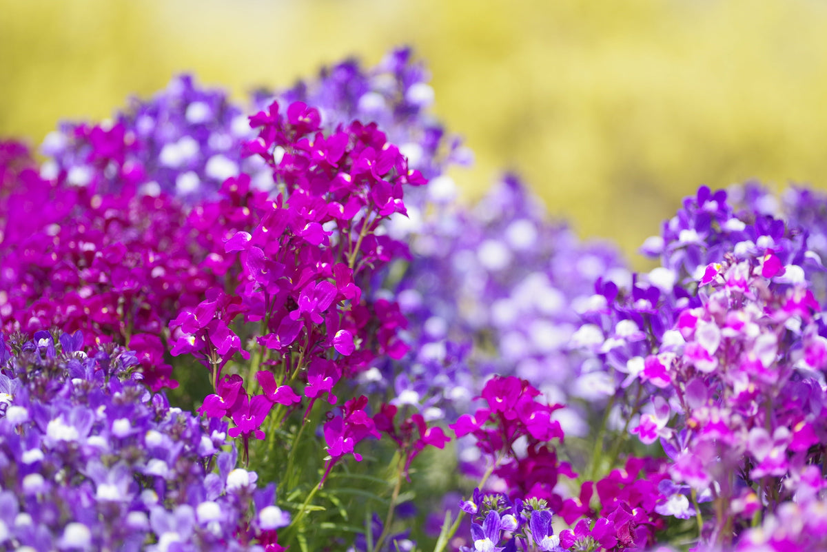 2000 NORTHERN LIGHTS Mix SNAPDRAGON Linaria Maroccana Flower Seeds