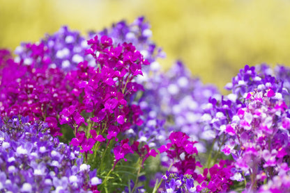 2000 NORTHERN LIGHTS Mix SNAPDRAGON Linaria Maroccana Flower Seeds