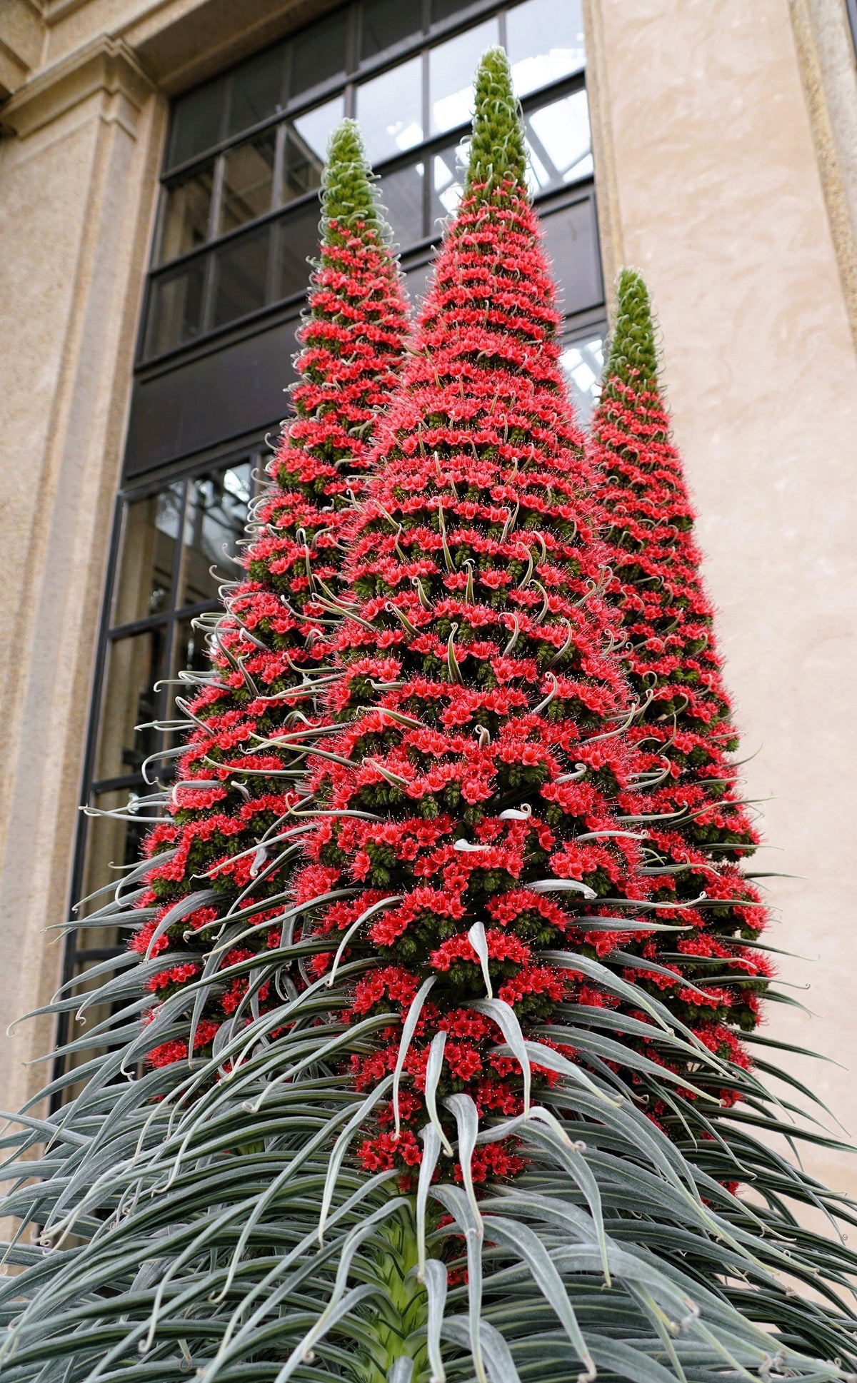 25 TOWER OF JEWELS Red Bugloss Echium Wildpretii Ruby Hummingbird Flower Seeds