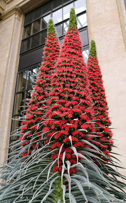 25 TOWER OF JEWELS Red Bugloss Echium Wildpretii Ruby Hummingbird Flower Seeds
