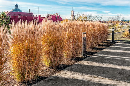 10 RED MAIDEN GRASS Miscanthus Sinensis Plumes Ornamental Flower Seeds