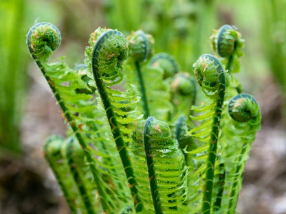 1000 + SENSITIVE FERN Onoclea Sensibilis aka Bead or Sympathy Fern Spores Seeds