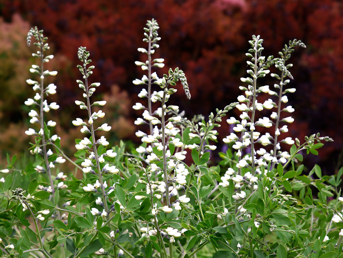 50 WHITE WILD INDIGO Baptisia Alba Usa Native Pollinator Flower Seeds
