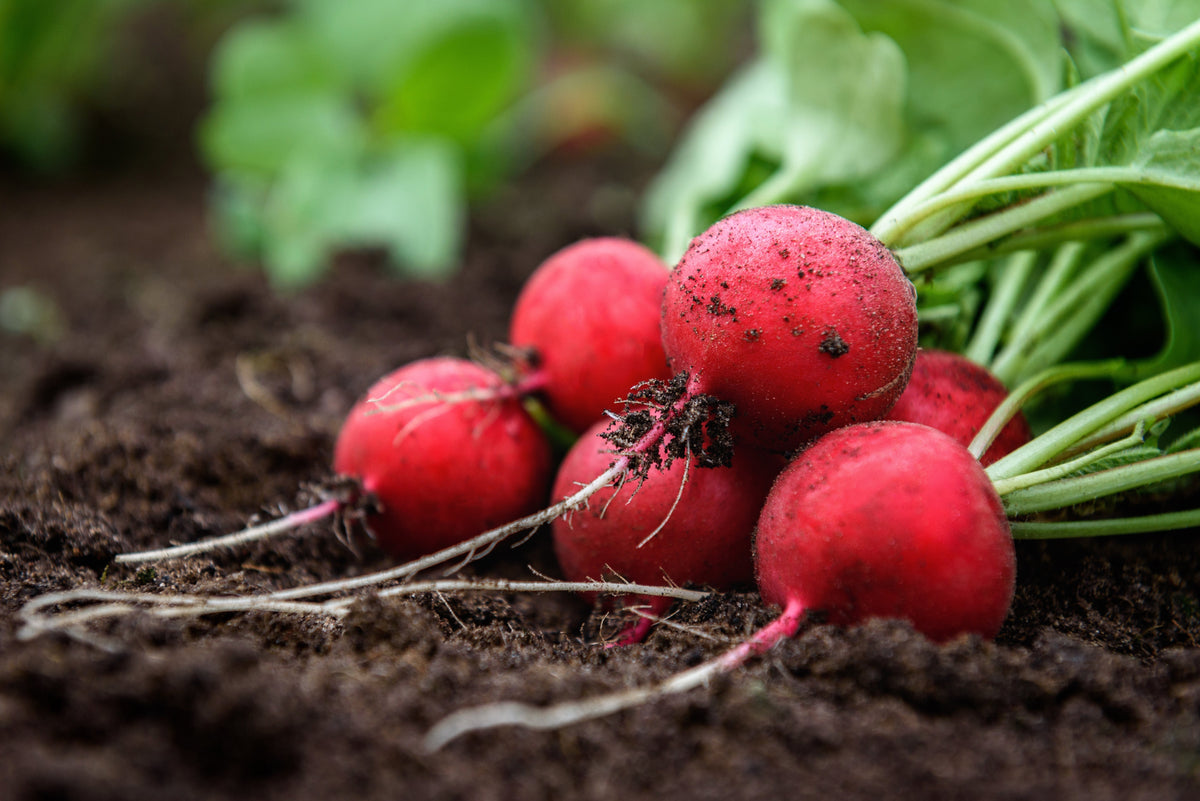 2000 CHERRY BELLE RADISH Raphanus Sativus Vegetable Seeds