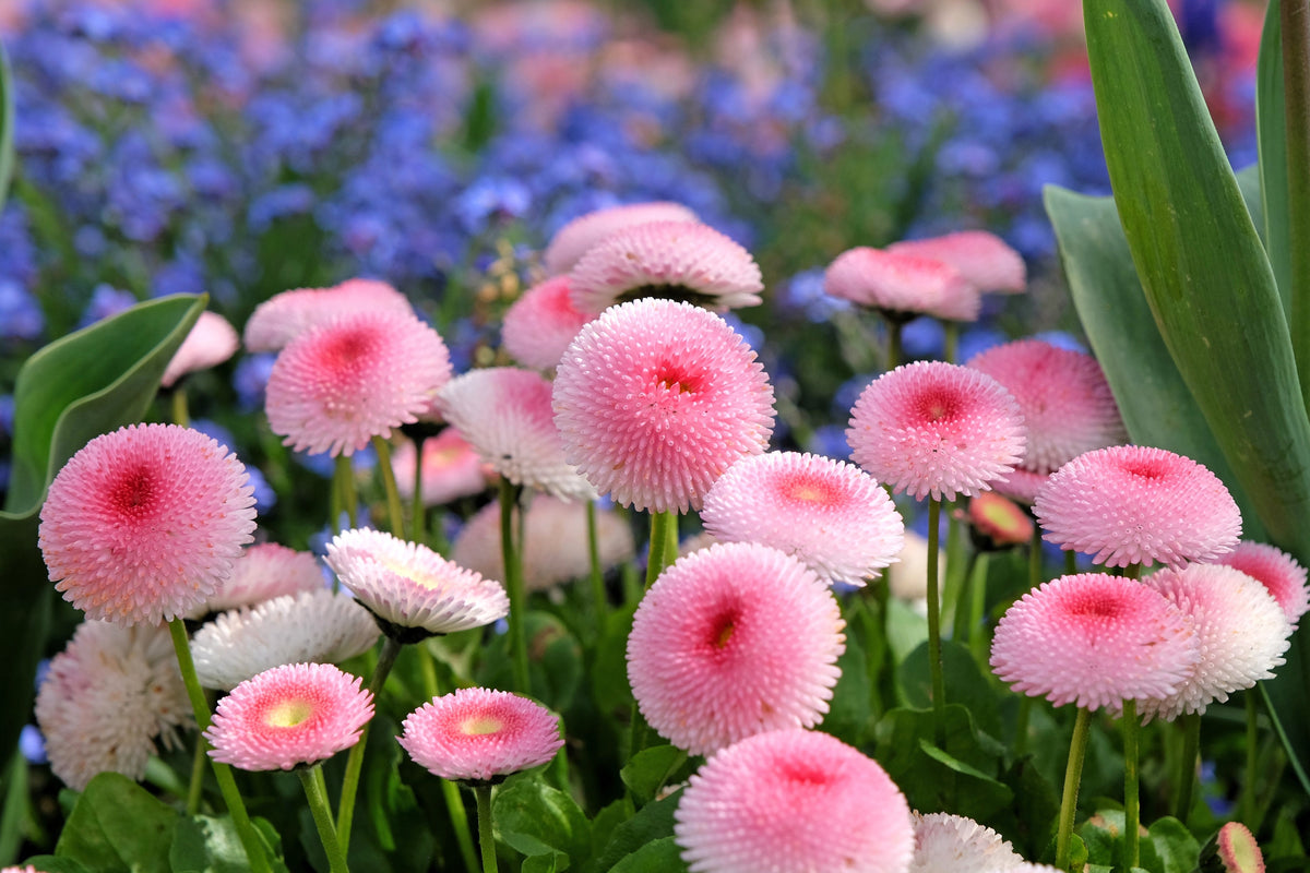 100 Strawberries & Cream ENGLISH DAISY Bellis Perennis Flower Seeds