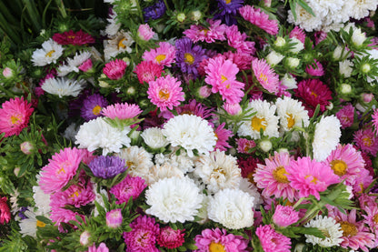 1000 POWDER PUFF ASTER Mix Callistephus Chinensis Flower Seeds