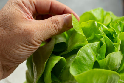 2000 BIBB LETTUCE Butterhead Lactuca Sativa Vegetable Seeds