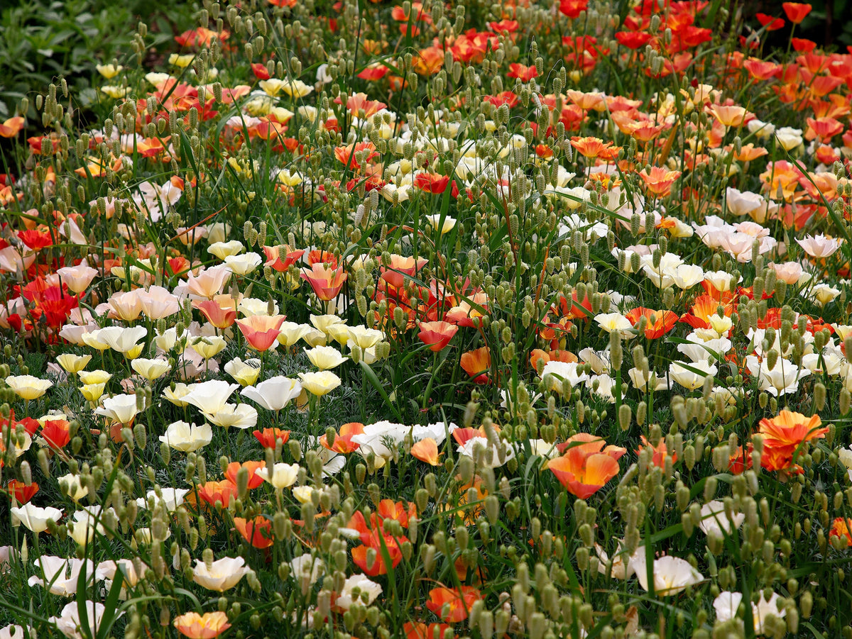 1000 MIXED Colors CALIFORNIA POPPY (Ballerina / Mission Bells) Eschscholzia Californica Flower Seeds
