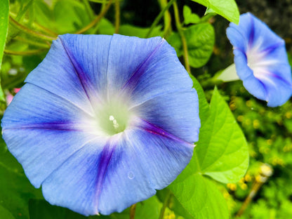 75 Blue STAR MORNING GLORY Ipomoea Tricolor Flower Vine Seeds