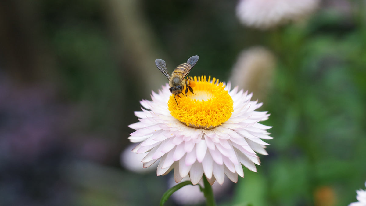 100 WHITE DOUBLE STRAWFLOWER Helichrysum Monstrosum Xerochrysum Bracteatum Flower Seeds