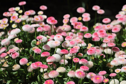 100 Strawberries & Cream ENGLISH DAISY Bellis Perennis Flower Seeds