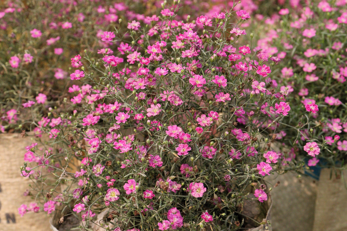 350 RED BABYS BREATH Gypsophila Elegans Baby's Breath Flower Seeds