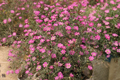 350 RED BABYS BREATH Gypsophila Elegans Baby's Breath Flower Seeds